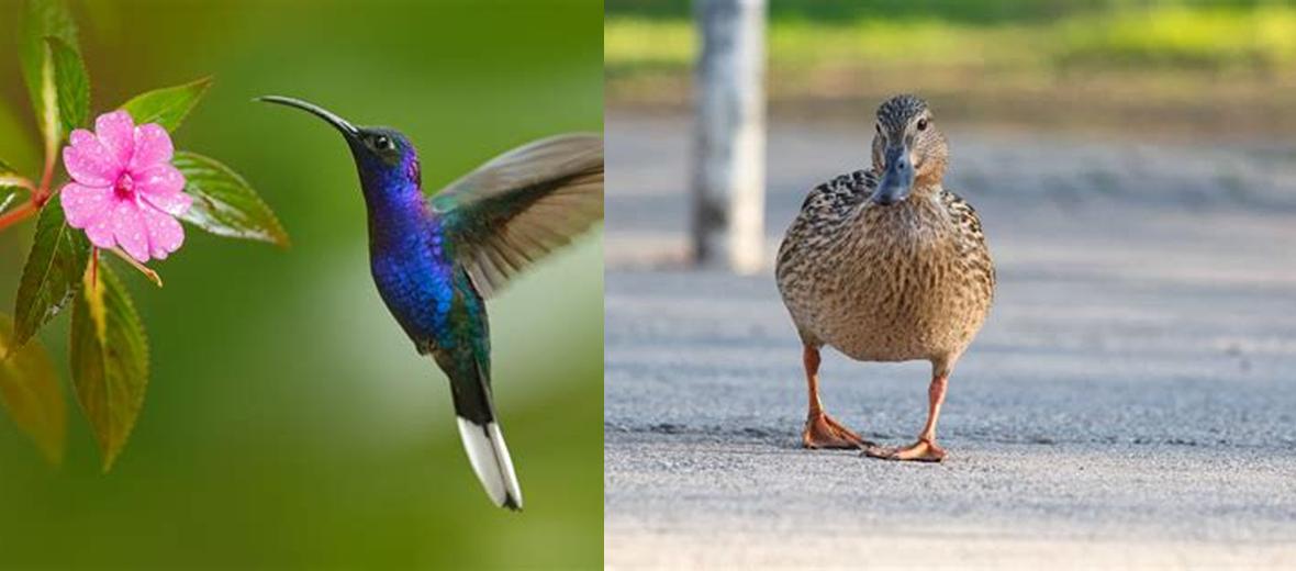 Quelle Est La Signification Des Oiseaux Qui Croisent Votre Chemin