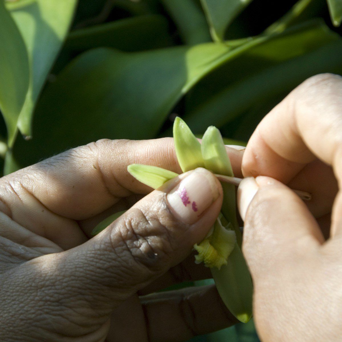 Fécondation 'une fleur de vanille