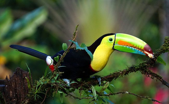 Top 10 des plus beaux oiseaux du monde