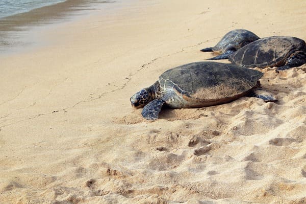 plage guadeloupe tortues