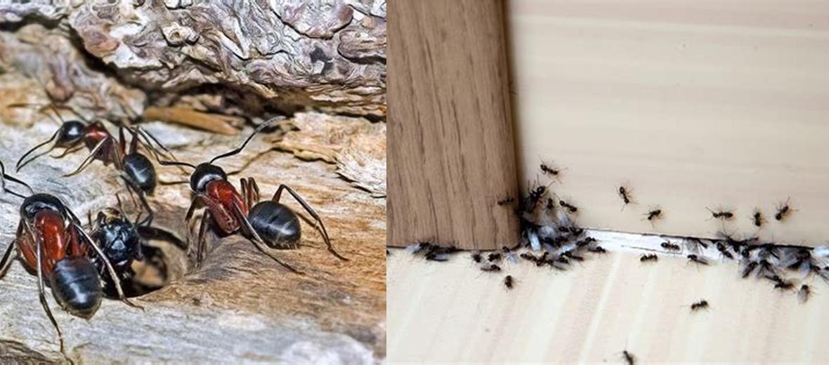 Quelle est la signification des fourmis dans la maison? Découvrez les interprétations positives