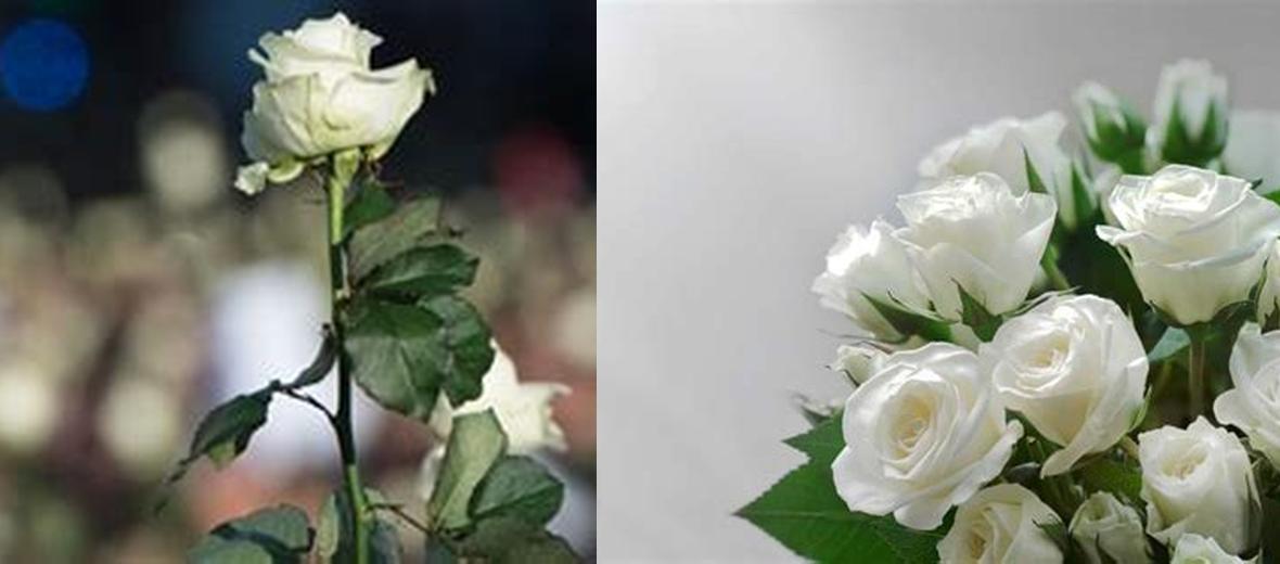 Quelle est la signification spirituelle de la rose blanche ? Découvrez