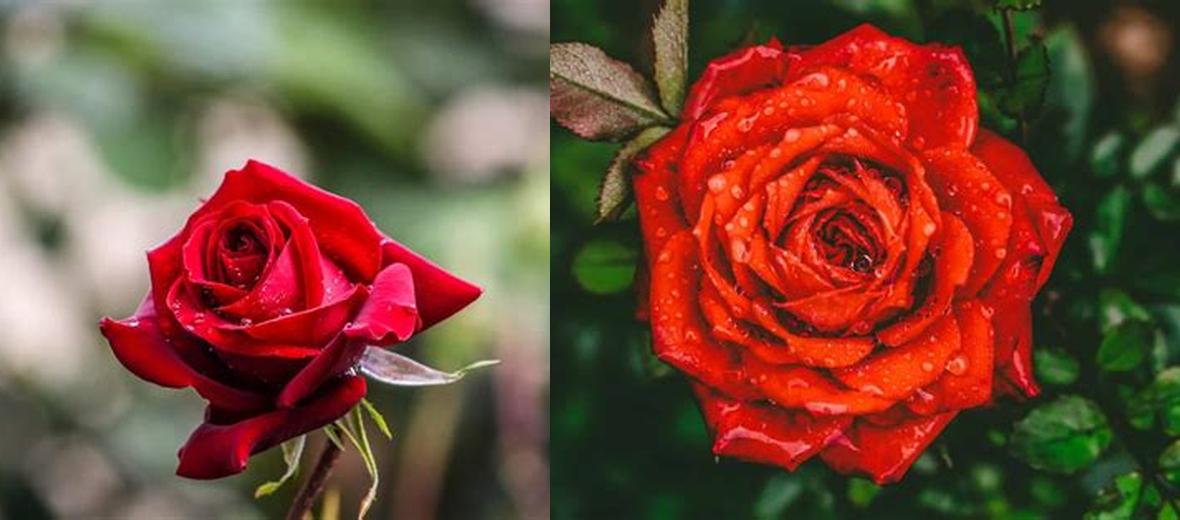 Quelle est la signification spirituelle de la rose rouge ? Découvrez son symbolisme d