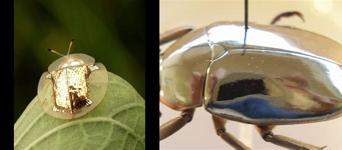 Quelle est la signification spirituelle du scarabée doré ? Découvrez