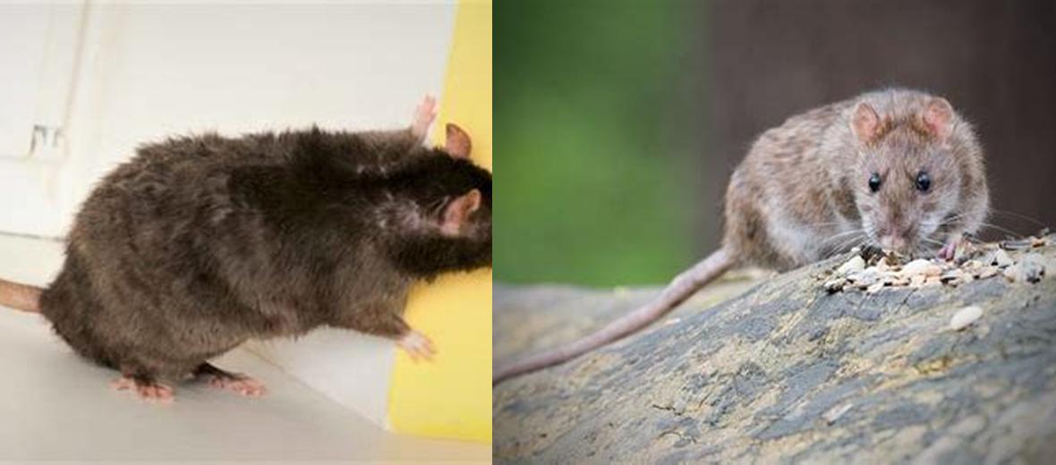 Quelle est la signification du rat dans une maison : Découvrez les