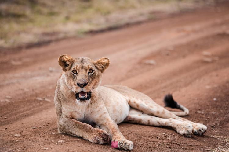 Les Secrets de l'Homme Lion en Début de Relation : Découvrez ses Signes d'Amour !