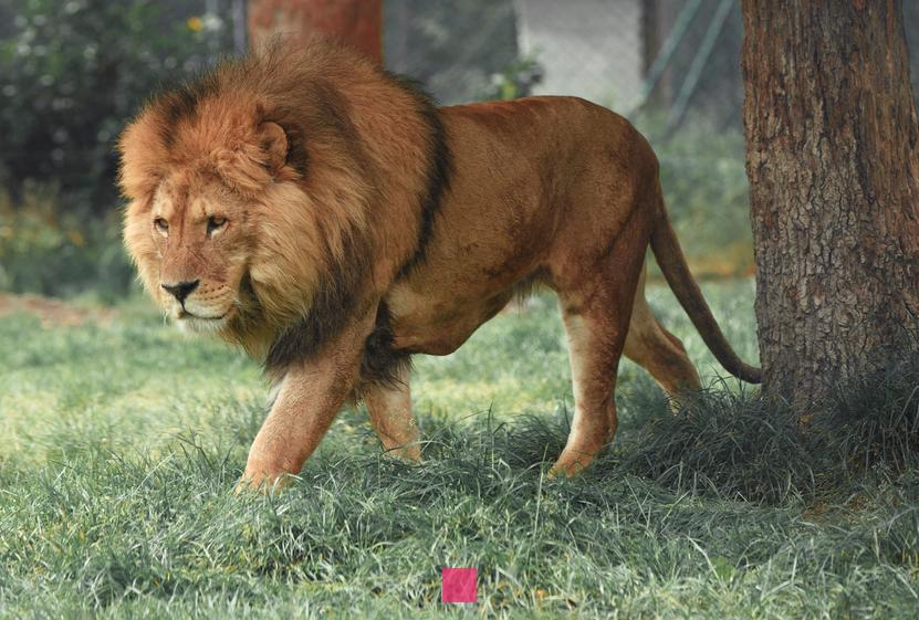 Le Lion en colère : Découvrez la force et la passion de cet homme astrologique