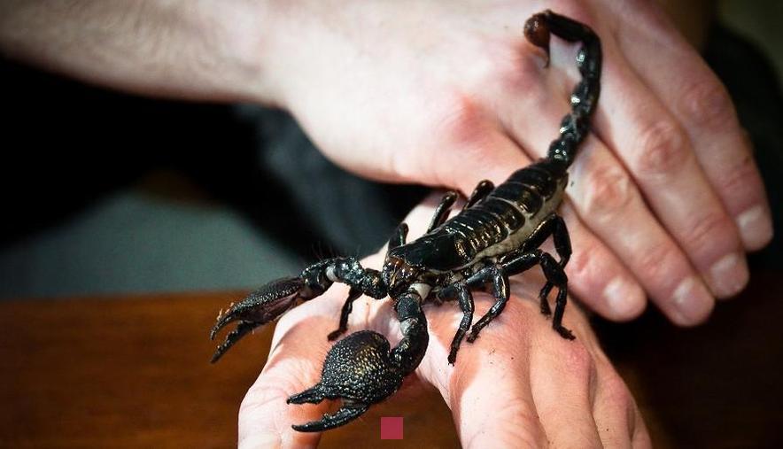 Éviter une attaque de scorpion : Conseils pratiques pour rester en sécurité