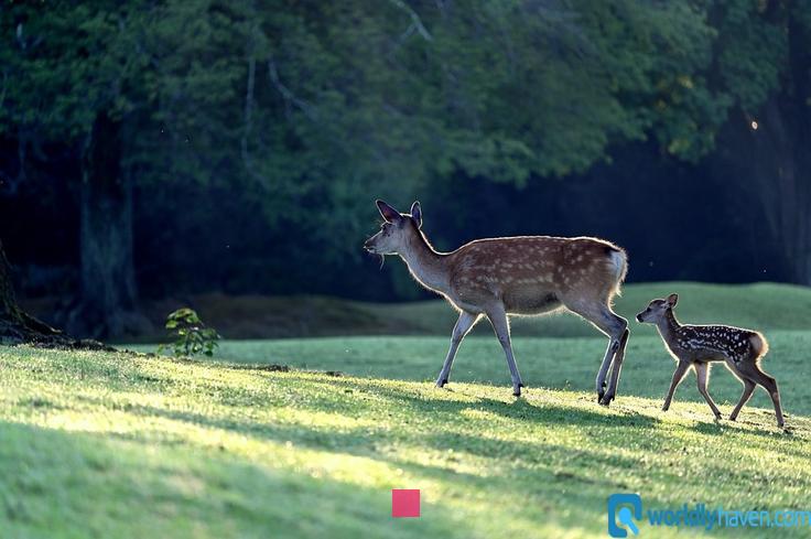 Les clés pour instaurer le respect naturellement : 6 conseils essentiels à appliquer dès maintenant