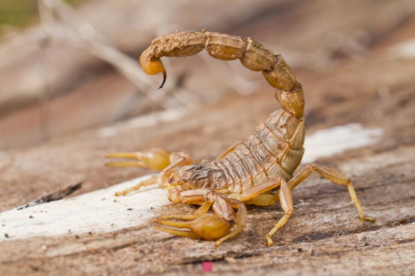 Pourquoi un Scorpion ne répond-il pas ? Découvrez les raisons intrigantes derrière ce comportement.